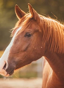 Cavalo