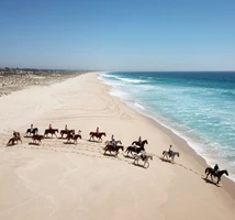 Cavalos Na Areia